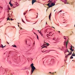 Mamamanuela Parfum Bed of Roses pour lampe catalytique (200 ml) - Élimine les mauvaises odeurs et les impuretés, parfume et nettoie* Désodorisant Et Parfum D'Ambiance