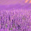 Mamamanuela Parfum Lavender Expression pour lampe catalytique (200 ml) - Élimine les mauvaises odeurs, parfume et nettoie l'environnement* Désodorisant Et Parfum D'Ambiance