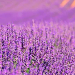 Mamamanuela Parfum Lavender Expression pour lampe catalytique (200 ml) - Élimine les mauvaises odeurs, parfume et nettoie l'environnement* Désodorisant Et Parfum D'Ambiance