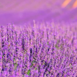 Parfum Lavender Expression pour lampe catalytique (500 ml) - Élimine les mauvaises odeurs, parfume et nettoie l'environnement><noscript><img width=