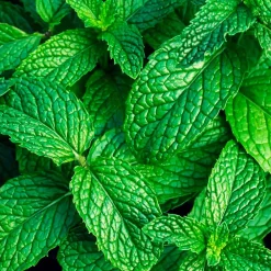 Parfum Mountain Mint pour lampe catalytique (200 ml) - Élimine les mauvaises odeurs, parfume et nettoie l'environnement><noscript><img width=